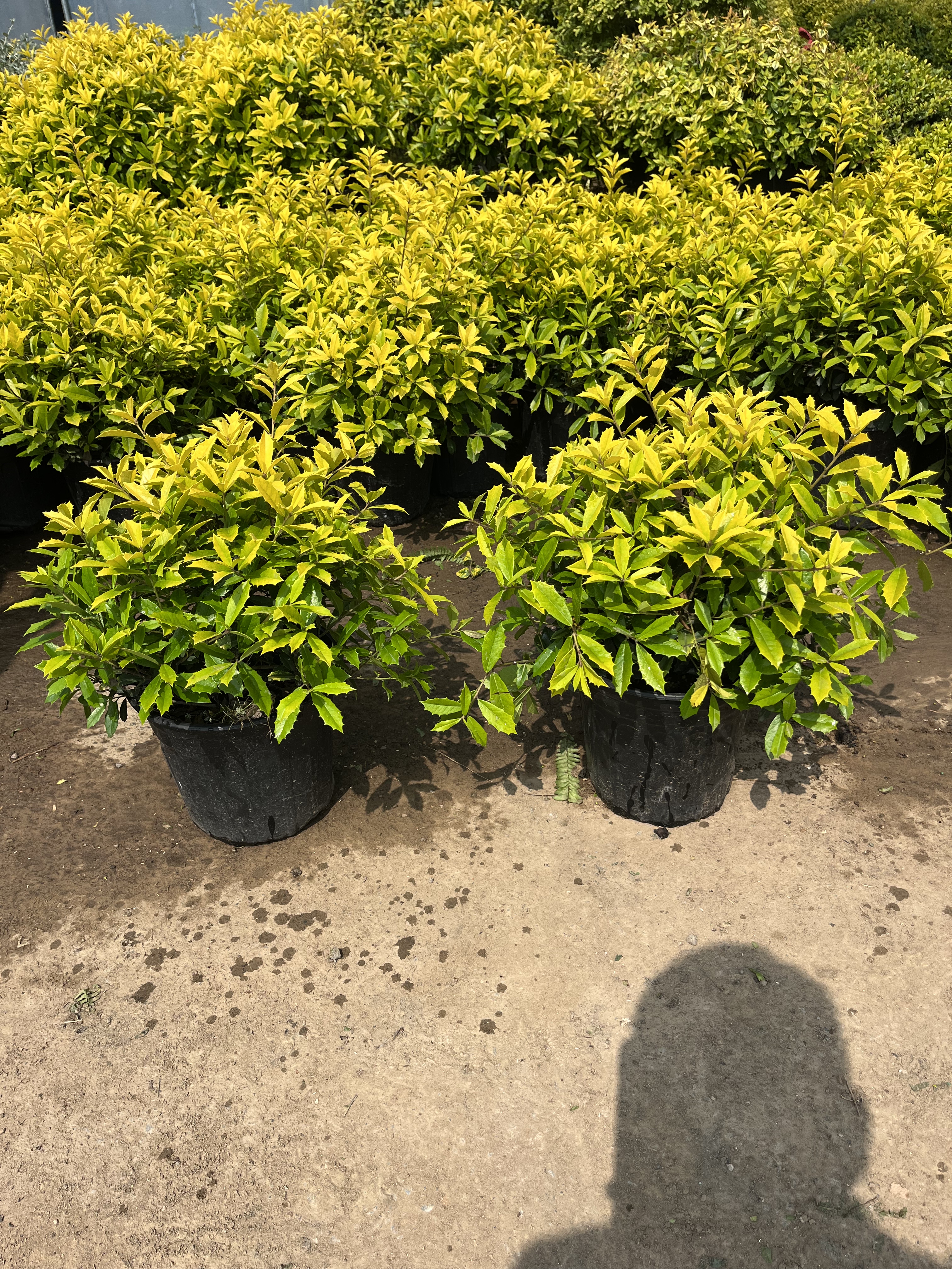 黄金枸骨盆栽耐寒耐阴耐旱耐晒阳台庭院绿化工程花镜搭配植物花卉