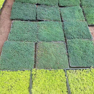 中华景天薄雪万年草绿化地被植物多年生耐寒耐热庭院花园花镜植物