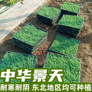 中华景天薄雪万年草四季常青耐寒耐旱多肉植物佛甲草麦冬花镜地铺