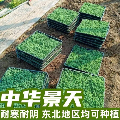中华景天薄雪万年草四季常青耐寒耐旱多肉植物佛甲草麦冬花镜地铺