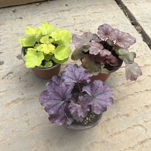 矾根花苗盆栽植物室内外阳台庭院花园调色组合植物多年生耐寒四季