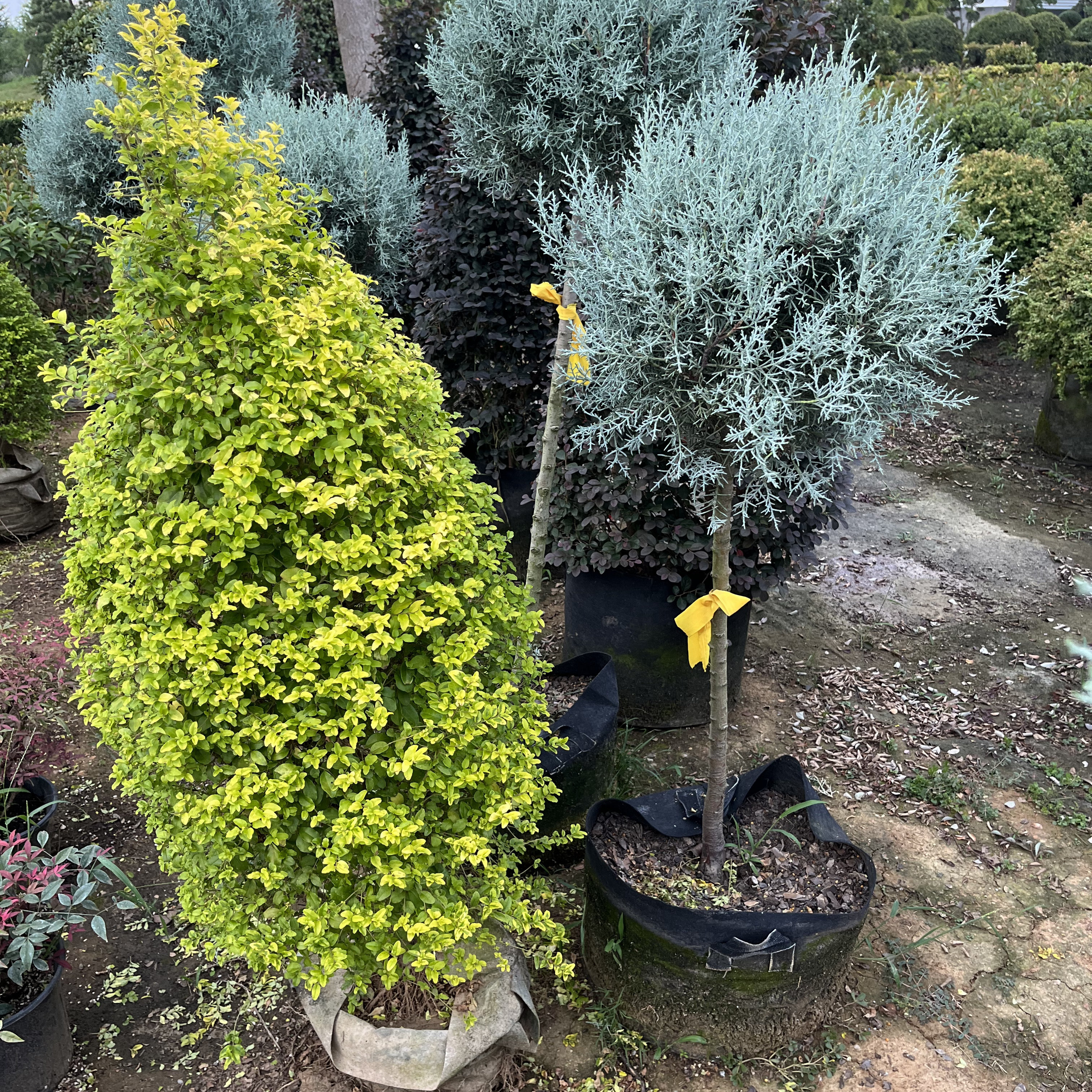 蓝冰柏盆栽室外庭院花园绿植物图片
