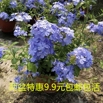 蓝雪花攀爬耐热易爆盆木本植物