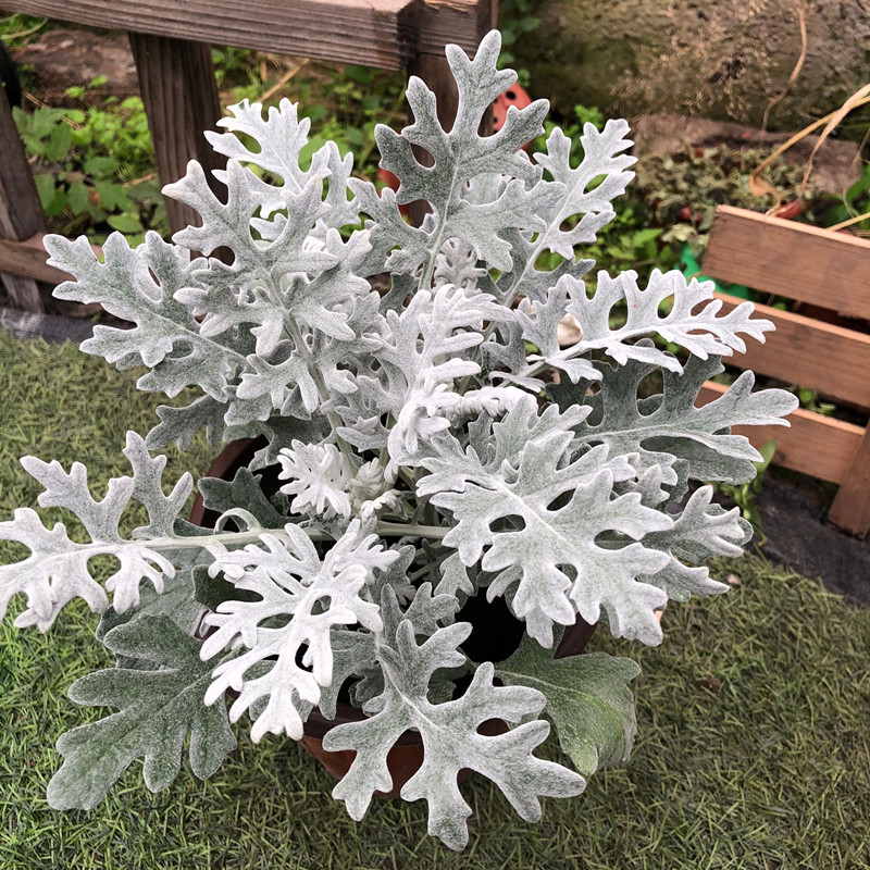 银叶菊雪叶菊盆栽耐寒耐热四季花卉绿植阳台庭院公园花镜植物