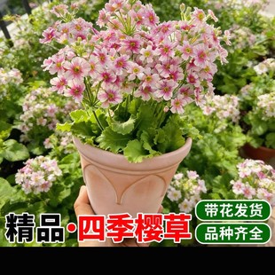 彩云报春小花四季樱草花卉盆栽阳台室外带花发货