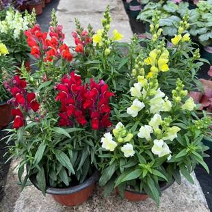 冬季室外花卉彩色金鱼花 耐寒植物阳台庭院盆栽金鱼草 花镜造景