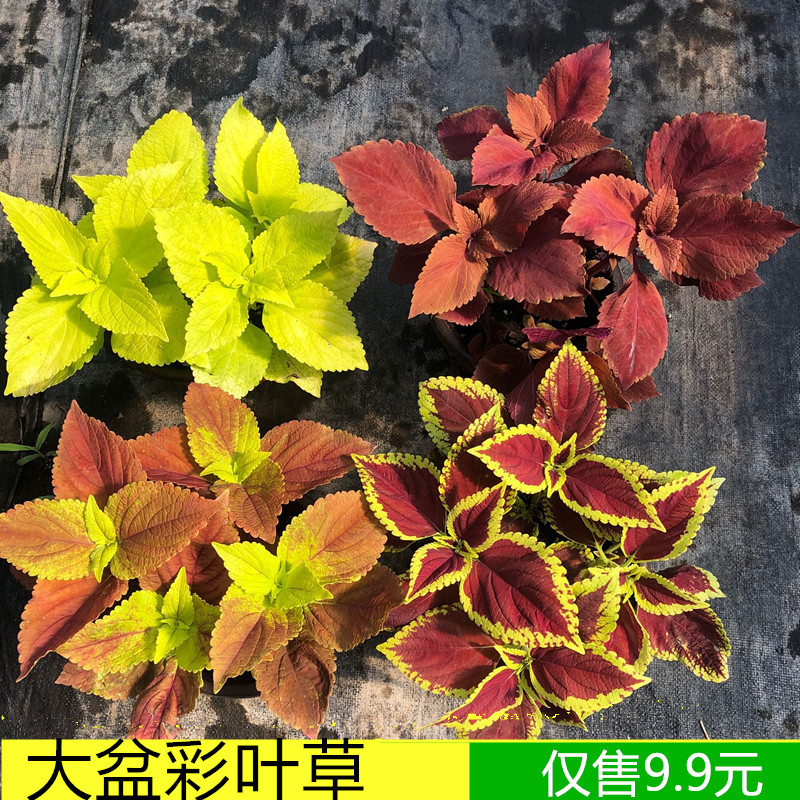 彩叶草盆栽成品花苗色彩鲜艳地被植物内容耐嗮观叶开花植物花卉