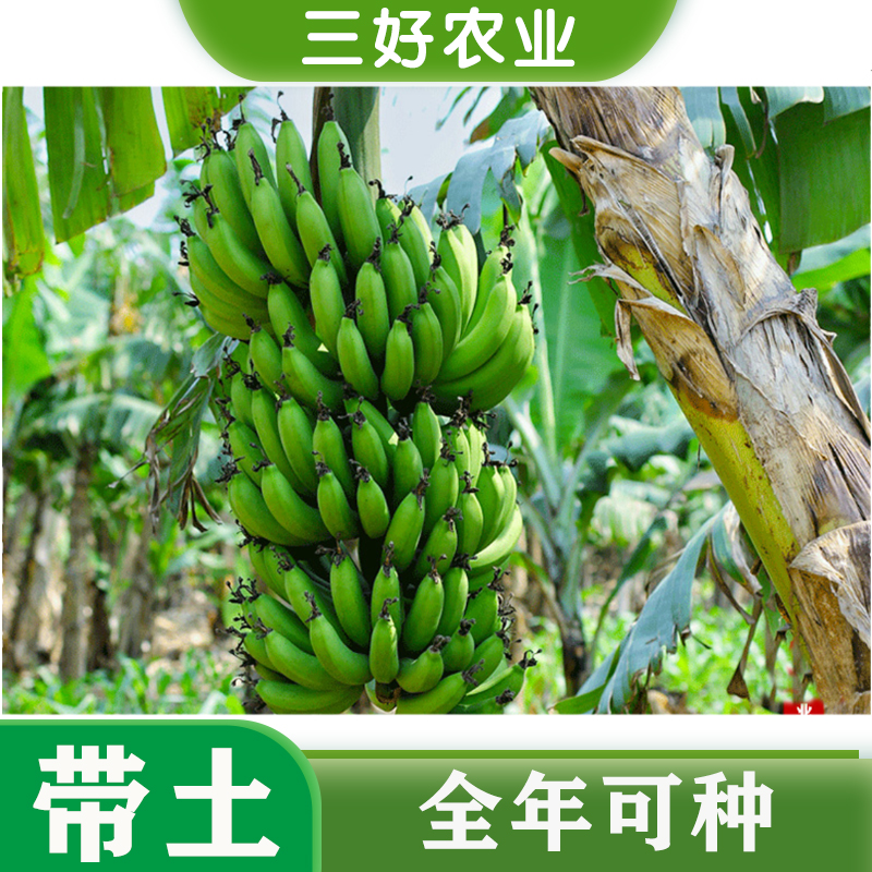 香蕉苗苹果蕉苗矮化粉蕉苗树苗小
