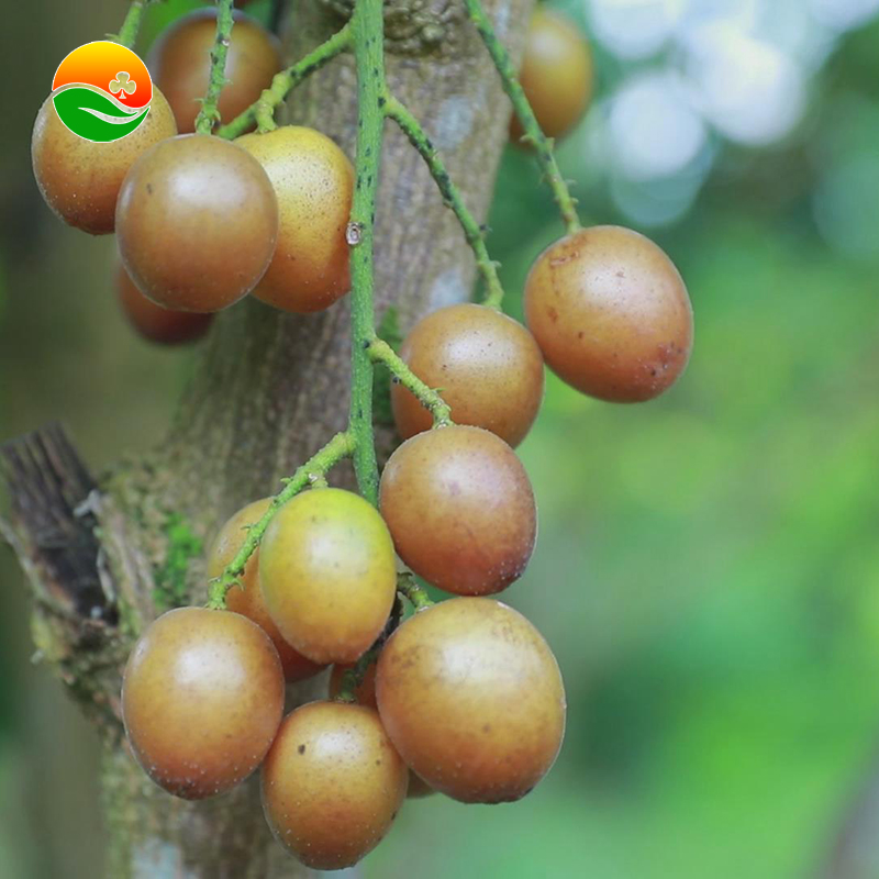 黄忠文 黑黄皮苗 鸡心黄皮树苗 带土发货 可盆栽地栽1年后可花果