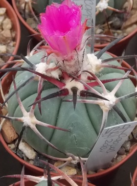 平丸花王雷帝尖红翠平丸仙人球种子VZD931