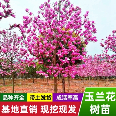 玉兰花树苗大型庭院红黄白紫玉兰树苗广玉兰花苗绿化苗木风景树苗