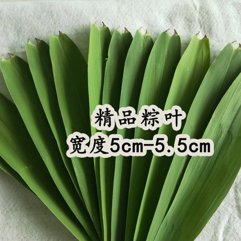 鲜粽叶粽子叶包粽子新鲜芦苇叶白洋淀特产苇叶大宽叶5cm精品100片