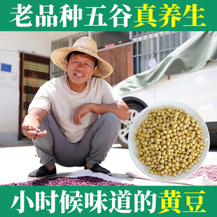 黄豆老笨土黄豆种植小粒新货黄豆农家老品种黑豆生豆芽打豆浆