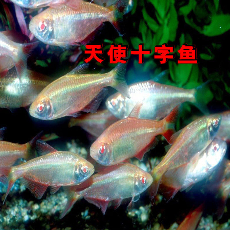 天使鱼海水鱼,天使鱼鱼类,海水鱼_文秘苑图库