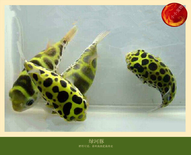 觀賞魚熱帶魚河豚魚 氣泡魚綠河豚 深水炸彈巴西娃娃 潛水艇活體在類目 寵物/寵物食品及用品, 水族世界, 魚中 - 來自Buy2taobao.com提供專業的淘寶代購服務