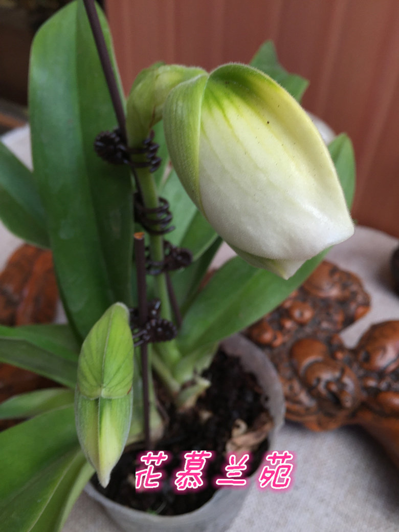 精品洋兰室内兰花盆栽拖鞋兰兜兰肉饼花期超长特价促销量多包邮