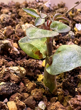 念珠橄榄 Commiphora sp ely 实生苗子    优选壮苗