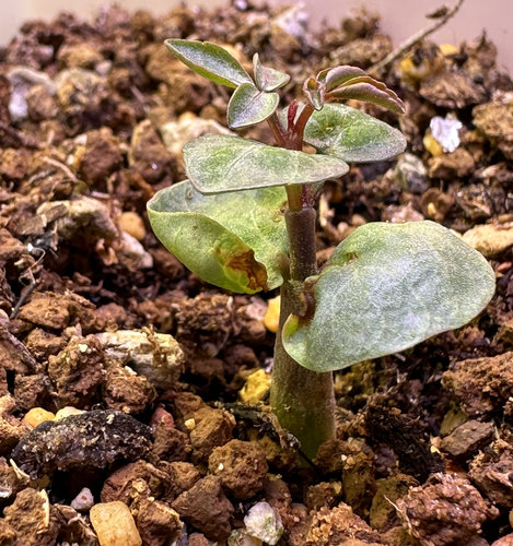 念珠橄榄 Commiphora sp ely 实生苗子    优选壮苗