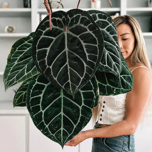 原始水晶花烛杂龟甲ins风网红绿植盆栽室内阳台观叶植物 露露花园