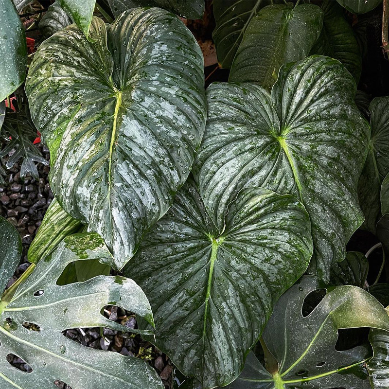 银斑帕斯塔蔓绿绒马梅ins网红绿植盆栽室内阳台观叶植物 露露花园