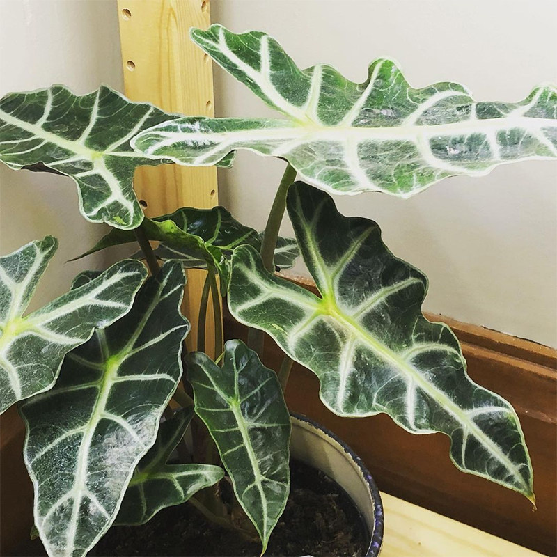 白犀牛大仙女龙鳞绿天鹅铜叶魔镜海芋室内阳台观叶绿植 露露花园