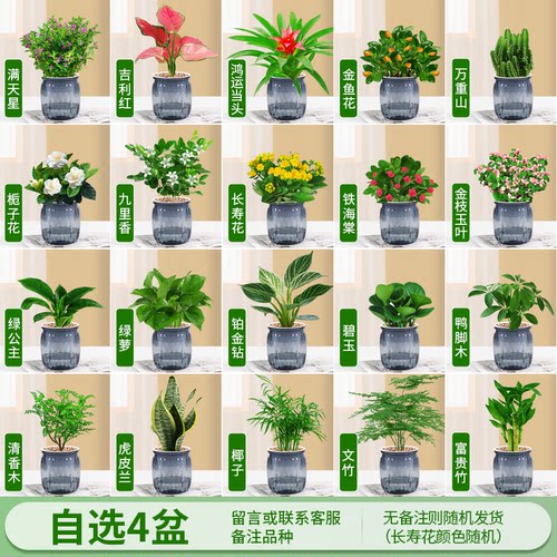 绿萝箩桌面植物发财树盆栽