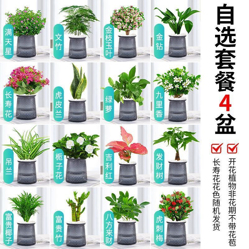 绿萝水培绿植物盆栽室内发财树富贵竹文绿箩薄荷多肉花卉四季好养,鲜花速递/花卉仿真/绿植园艺,大型绿植/成品组合盆栽,淘宝优惠券,粉丝福利购,淘宝优惠卷