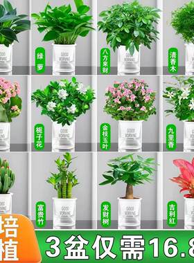 绿植盆栽室内好养水培小植物客厅办公室桌面花卉发财树绿萝栀子花