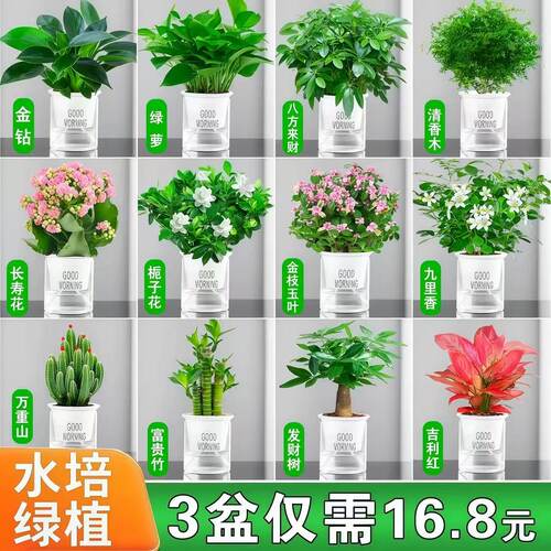 绿植盆栽室内好养水培小植物客厅办公室桌面花卉发财树绿萝栀子花