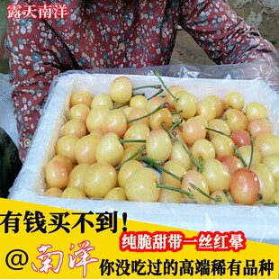 应季现摘货黄车白南洋雷尼大连大樱桃车厘子脆甜孕妇新鲜水果顺丰