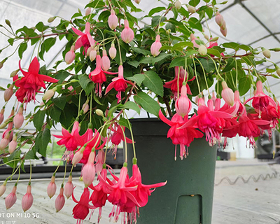 四月天园艺-12cm软盆中苗倒挂金钟-灯笼花、吊钟海棠、吊金钟