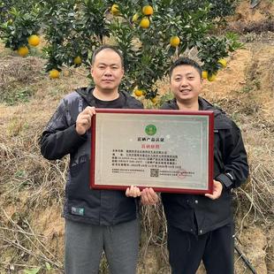 11月1日开园赣南脐橙含箱10斤假一赔十正宗赣南脐橙安远现摘发货