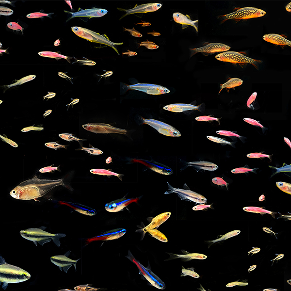 Traffic lights Lotus Lantern Triangle lights Red Cherry Emperor Neon Swallow Light fish Tropical Fishin the Pet/Pet food and supplies , Aqua World , Fish  category - from Buy2taobao.com to provide professional Taobao agent buy service