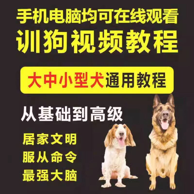 训狗教程训犬视频课程训犬师指导宠物训练金毛狗狗训练视频教学35