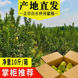 正宗井冈蜜柚江西吉安特产新鲜水果现摘产地直发多汁青皮金沙柚子