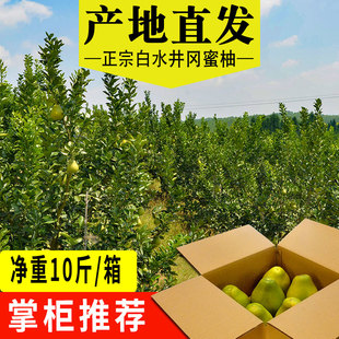 正宗井冈蜜柚江西吉安特产新鲜水果现摘产地直发多汁青皮金沙柚子