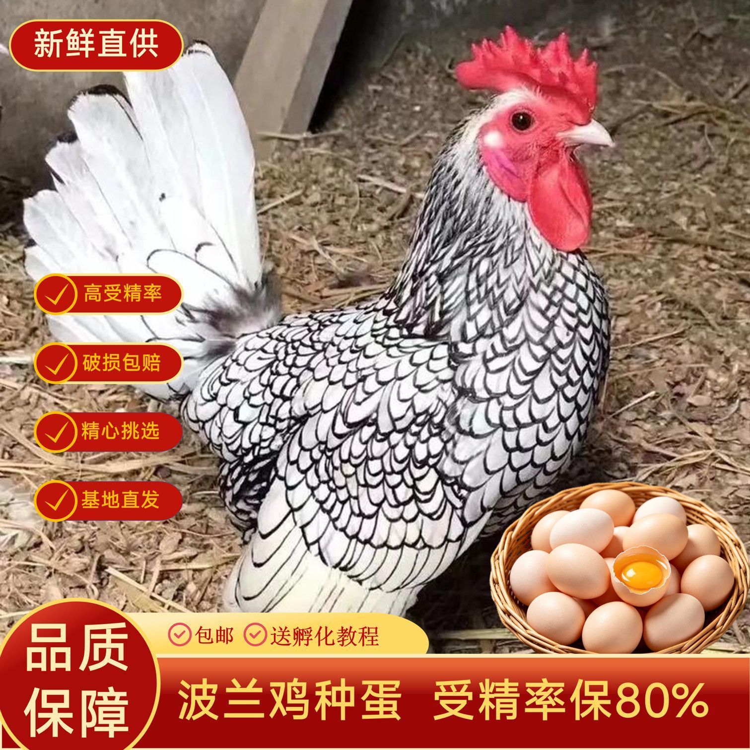小体型纯种波兰鸡帽子鸡可孵化种蛋受精蛋宠物鸡10个起拍新鲜种蛋