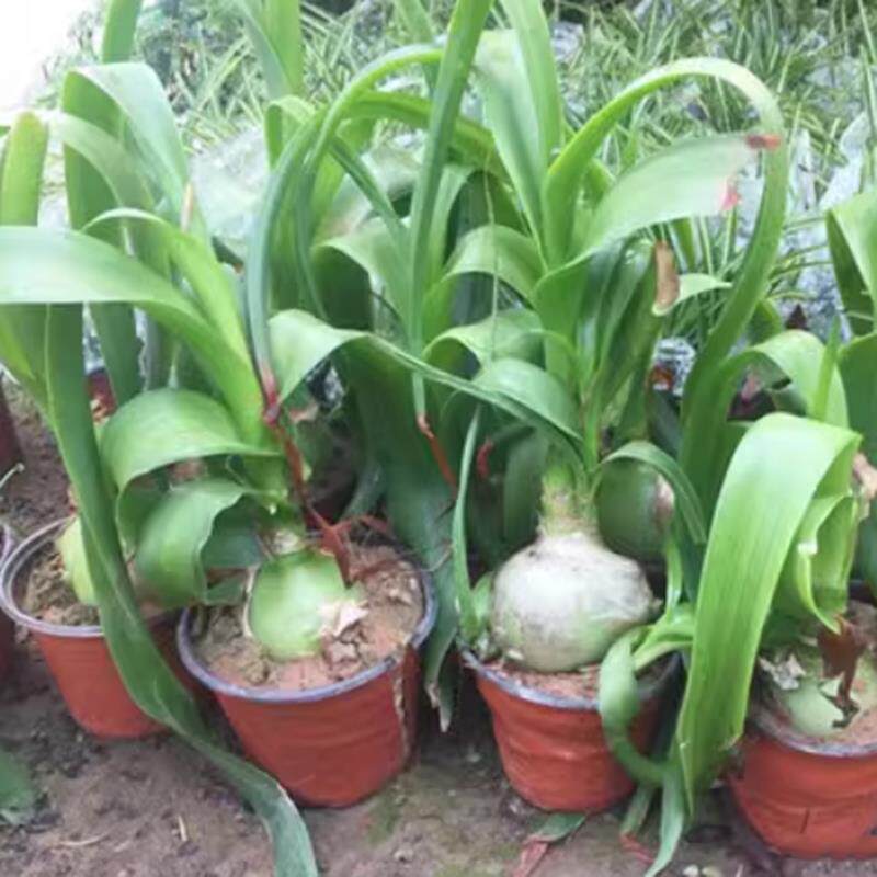 虎眼万年青玻璃球盆栽海葱植物花卉四季常青旱三奇桌面阳台盆时令