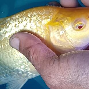 锦鲤之美血统黄猿芥银鳞赤目芒果黄钻进口红眼睛芥带头将军观赏鱼