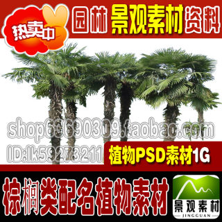 棕榈类南方植物PSD素材 园林景观设计后期分层PS植物素材