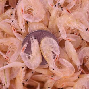 温州洞头芒种虾皮淡干无盐海产品新鲜味美海虾皮2025年新货