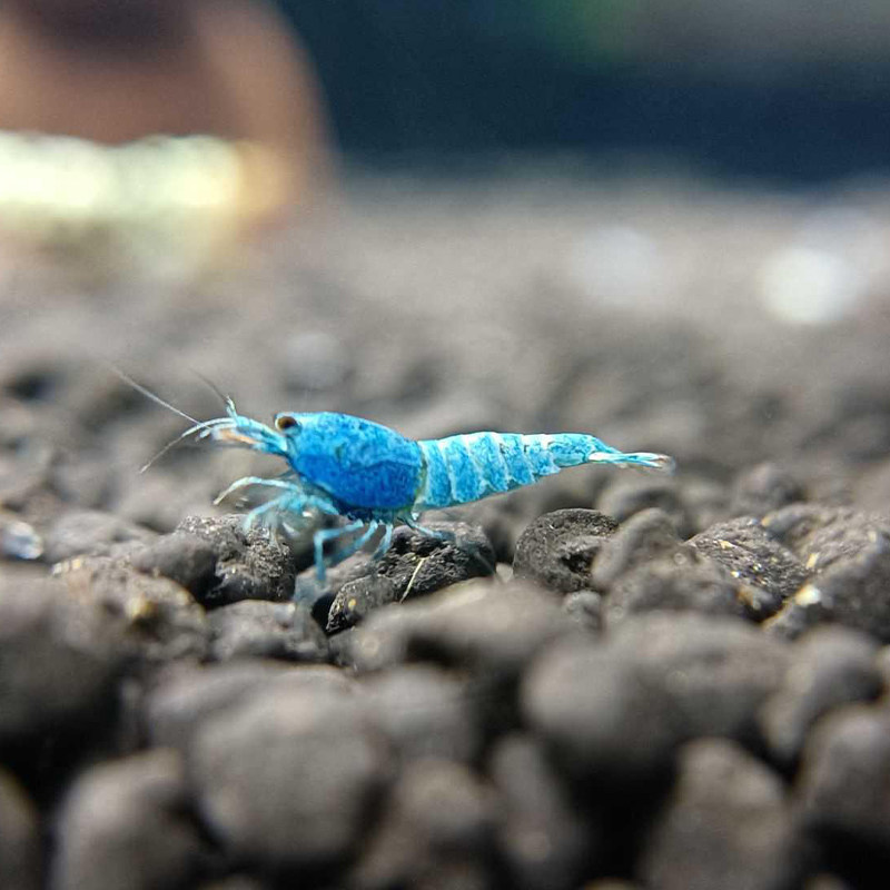 观赏虾水晶虾浅蓝金刚体小型淡水鱼缸虾苗水草造景工具虾可爱宠物
