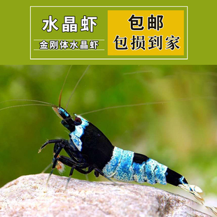 1.2cm种虾 观赏虾台湾蓝化基因亚瑟黑金刚虾抱卵水晶虾活体0.8