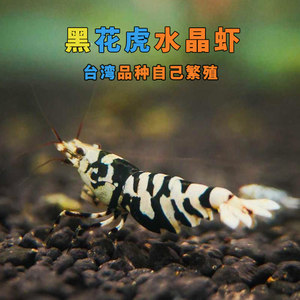 黑花虎水晶虾台湾基因黑红白花虎虎纹观赏虾工具除藻活体宠物虾