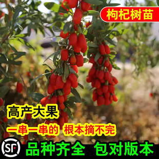 四季种植阳盆栽地栽黑枸杞苗当年结果果树高质红枸杞树苗南方北方