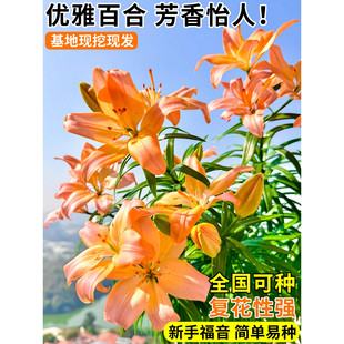 阳台耐寒四季开的进口重瓣香水百合种球类花卉种子郁金香盆栽鲜花