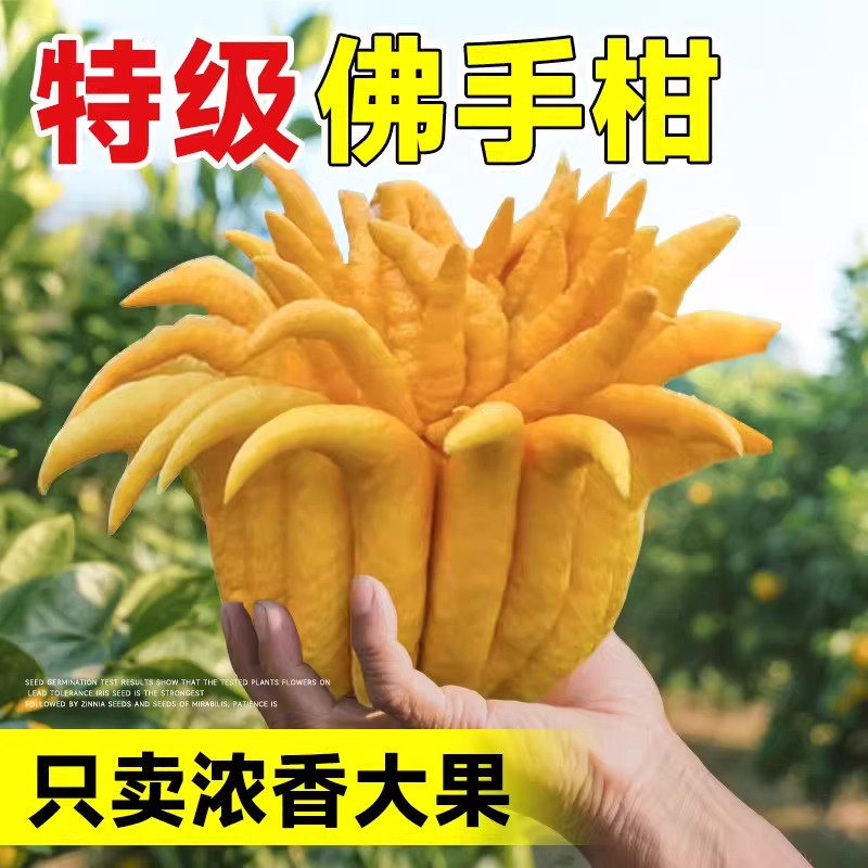 新鲜佛手瓜室内摆件柑鲜果佛手切带枝清供观赏闻香可食用花卉盆栽