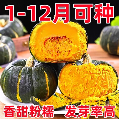 板栗贝贝南瓜籽春秋四季绿面瓜板栗味粉糯香甜栗小南瓜窝瓜籽