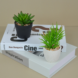 多肉盆景仙人指家居装饰绿植小盆栽窗台摆放花艺多肉植物组合盆栽