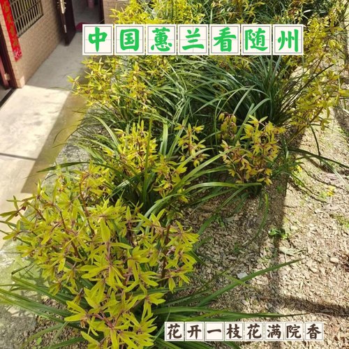 惠夏兰九节兰浓香蕙兰随州花卉香春兰草耐寒庭院四季绿植室内常青